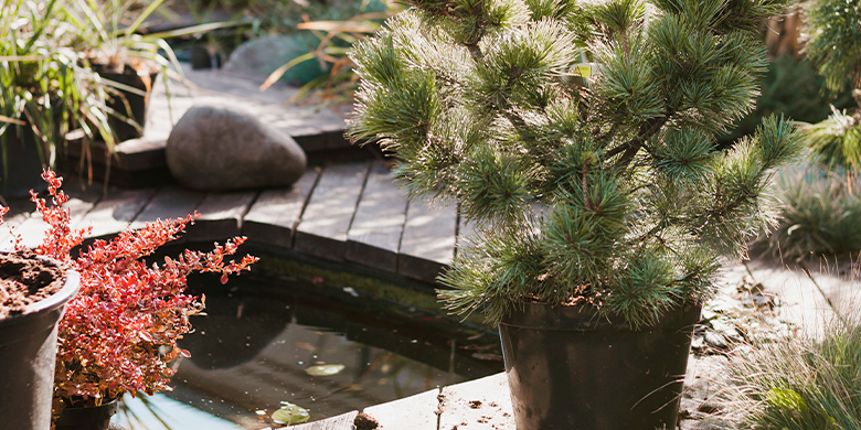 Kleine vijver en plant in pot